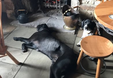 Bruce (black Lab) relaxing after a good walk and Monty in one of his quieter moments.